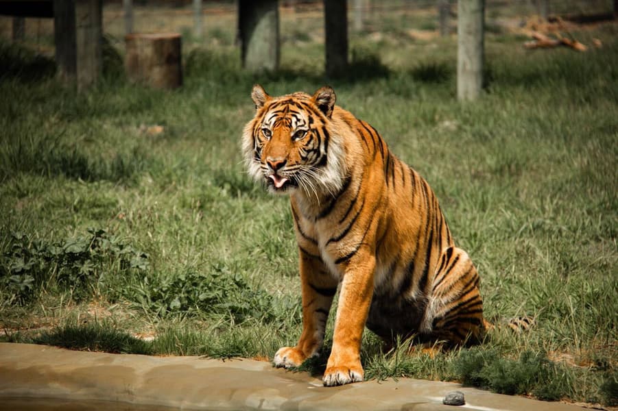 Orana Wildlife Park Tickets Image