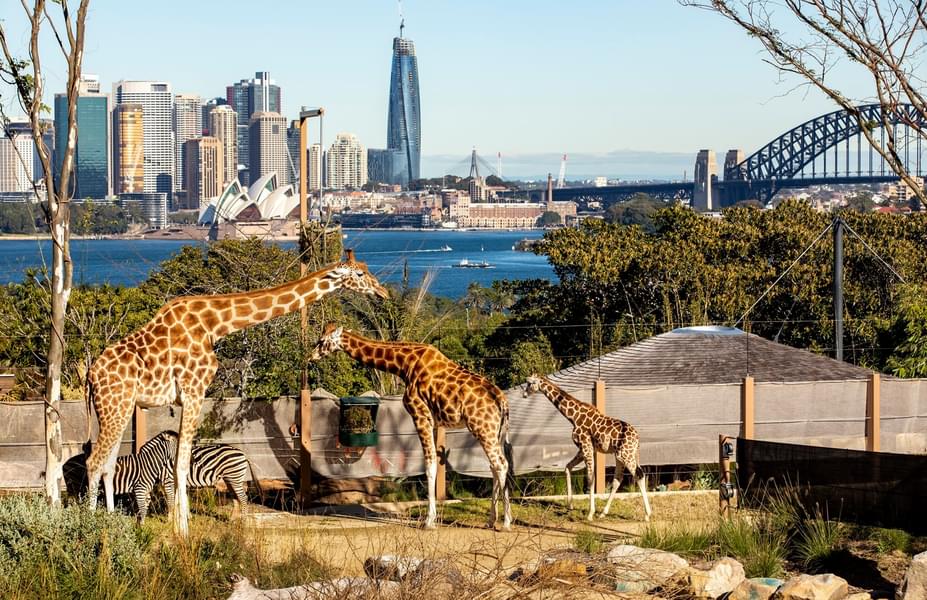 See the giraffes grazing in their habitat