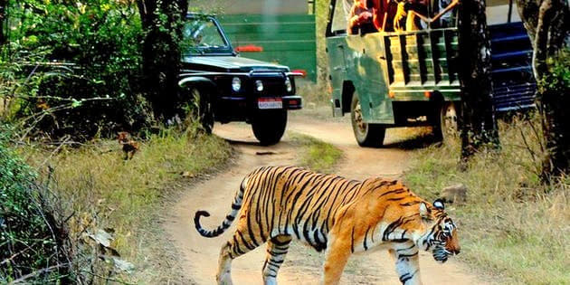 Muthanga Wildlife Safari Image