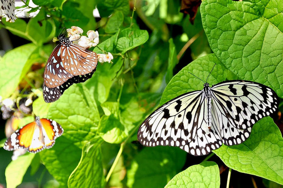 Marvel at the exquisite beauty of fluttering butterflies.