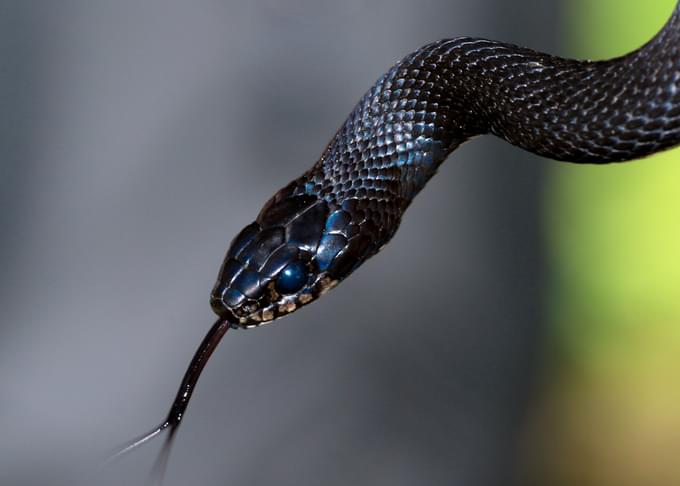 Snakes in Featherdale Wildlife Park