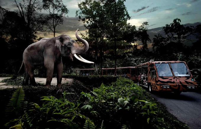 Night Safari Zoo