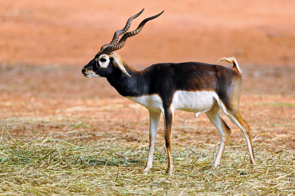 Tal Chappar Wildlife Sanctuary Overview