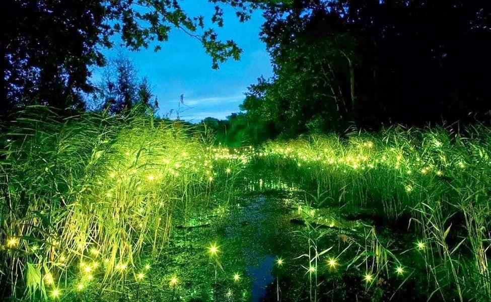 Fireflies Night Cruise