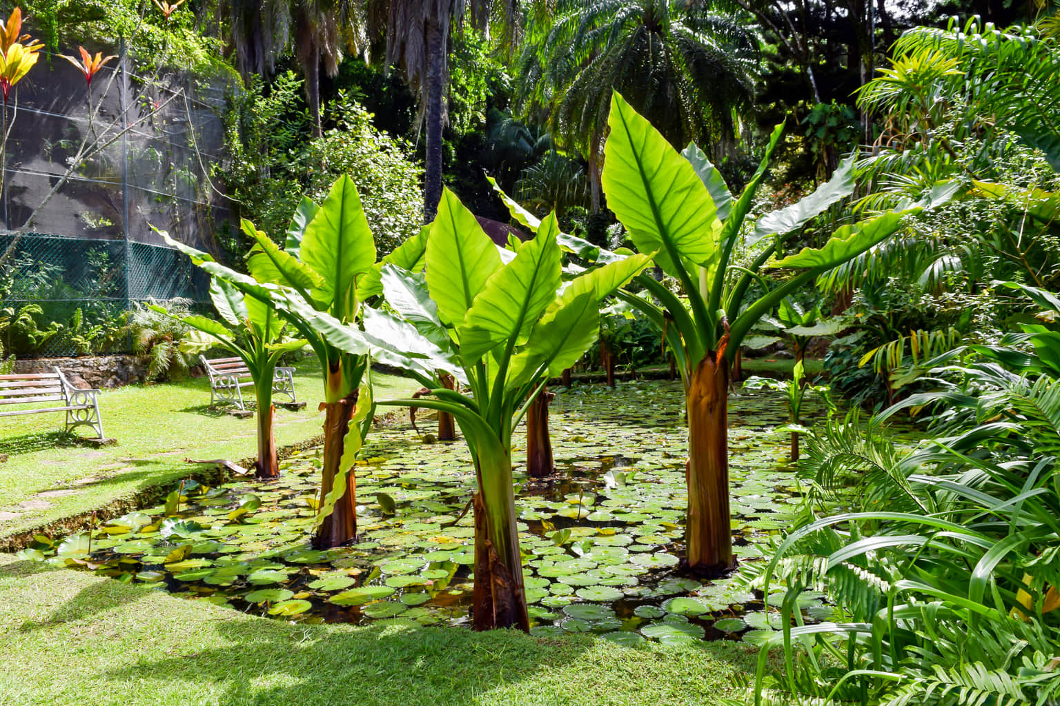 Seychelles National Botanical Gardens, <em>Seychelles</em>