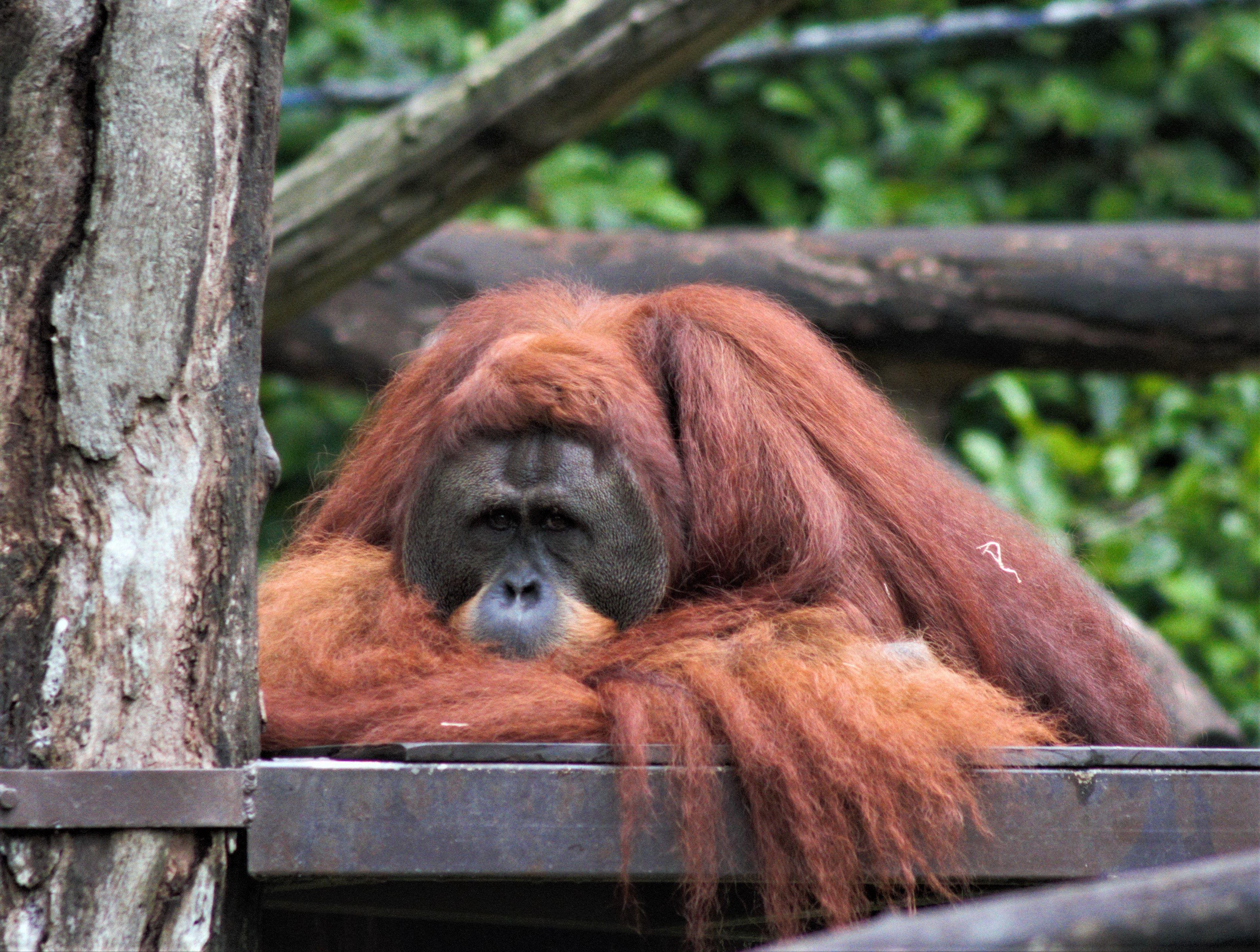Orangutan in Singapore Zoo
