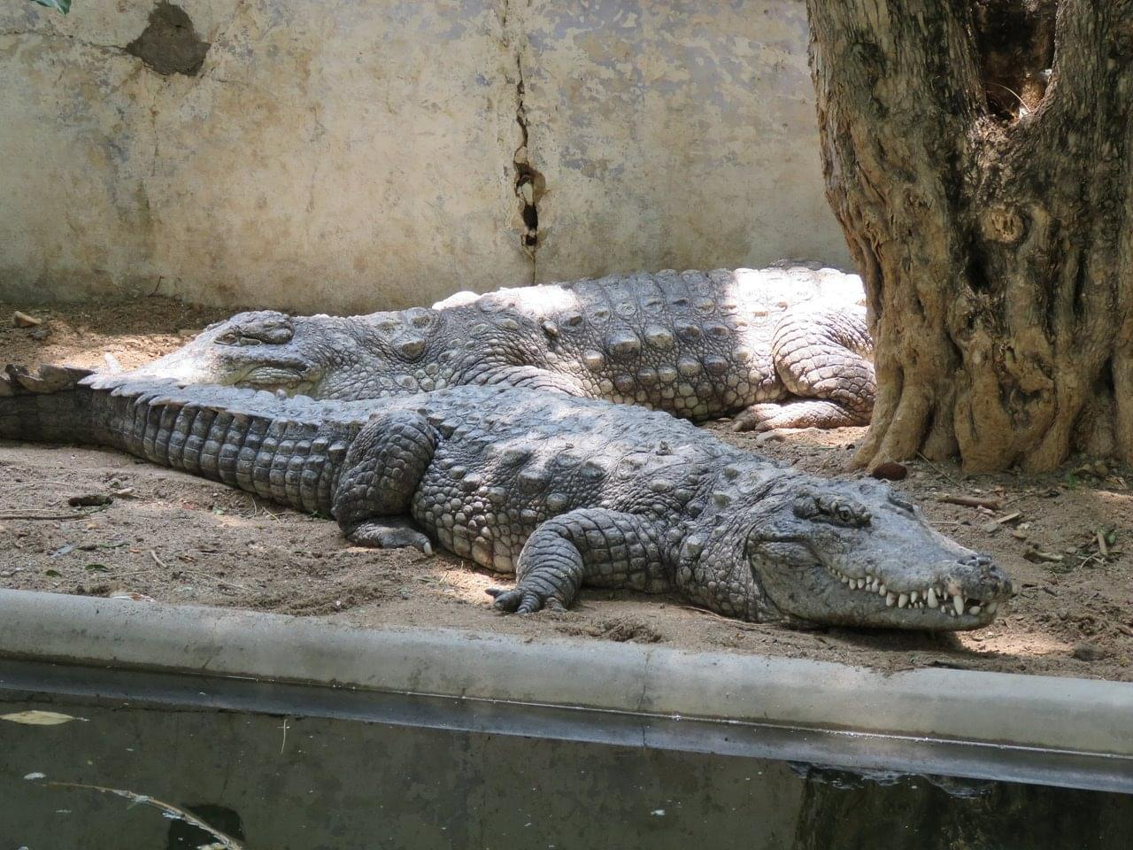 Visiting the Crocodile Rehabilitation Centre