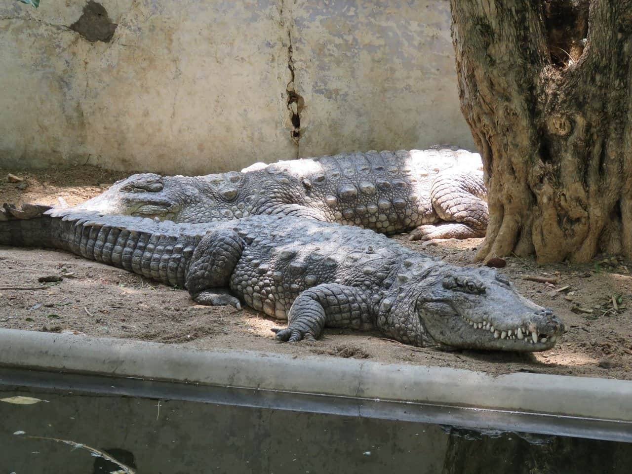 Visiting the Crocodile Rehabilitation Centre