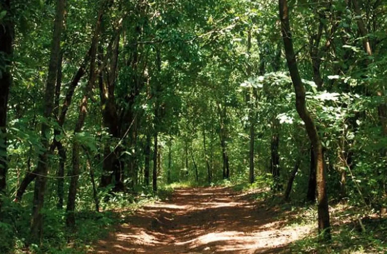 Kareem’S Forest Park