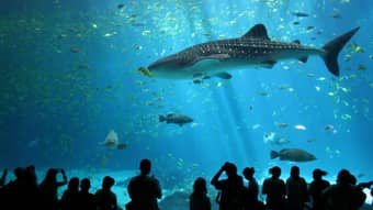 Southeast Asia's biggest aquarium
