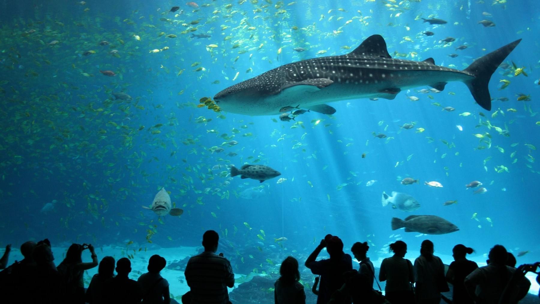 Explore the renowned Sea Life Bangkok Ocean World.