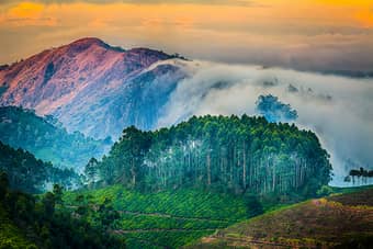 Munnar Tea Plantation