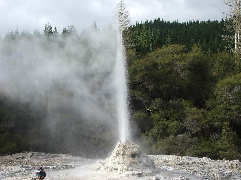 Admire the Lady Knox Geyser