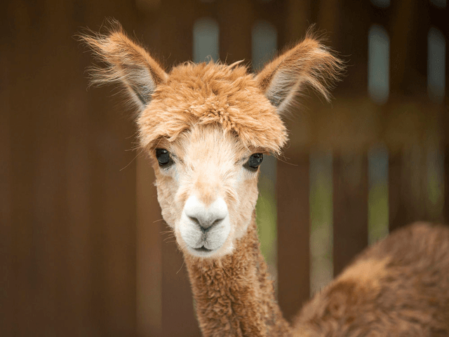 Alpaca in Nashville Zoo