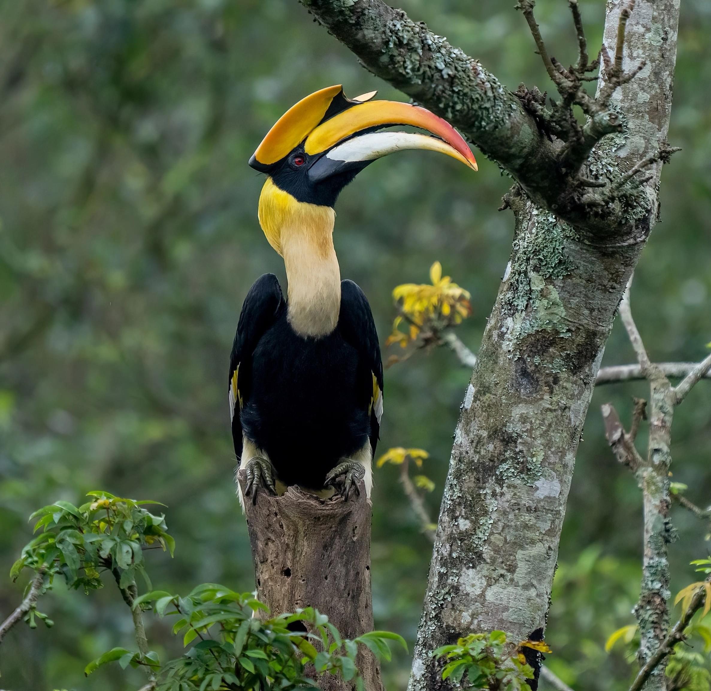 Watch Hornbills in the Early Morning
