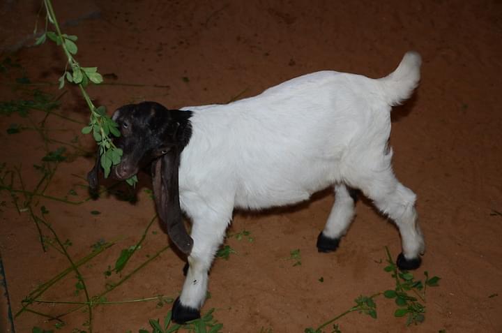 Baby Goat Feeding