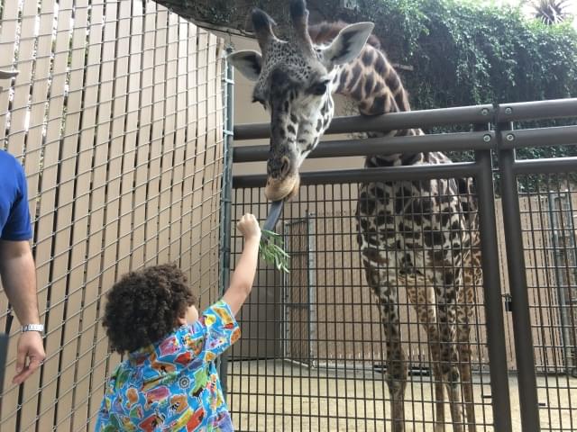Let your little ones feed the giraffes