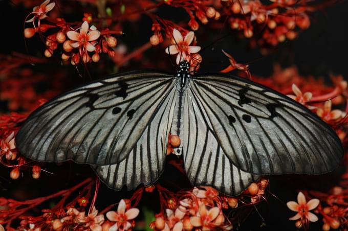 Bali Butterfly Park