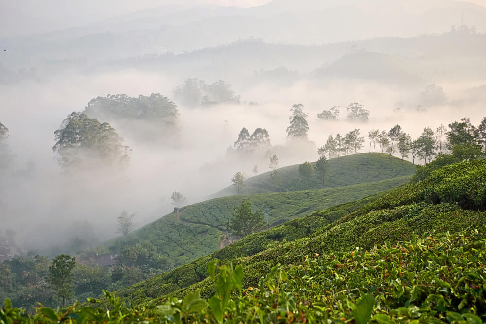 Tea Farm Walking Tour in Munnar