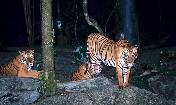 Tiger in Night in Singapore Zoo