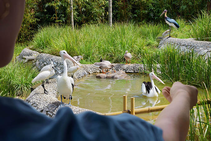 Pelican Feeding