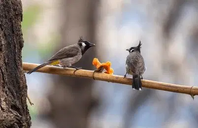 Indulge in Birdwatching