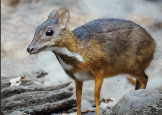 Lesser Mouse Deer