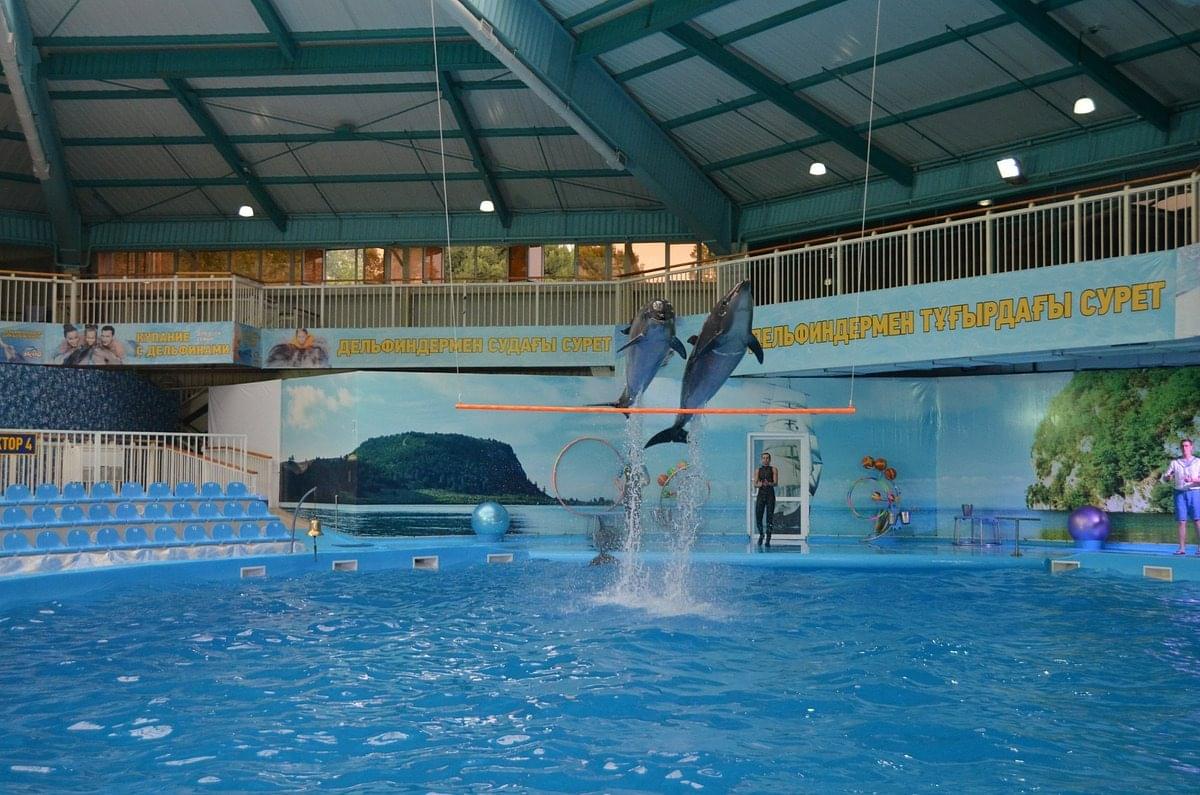 Dolphinarium Nemo Overview