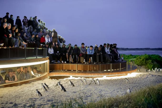 Join the quiet awe of a crowd mesmerized by the penguin parade at Phillip Island