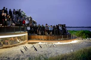Phillip Island Penguin Parade Tickets