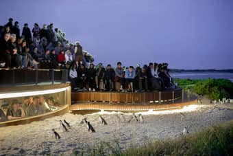 Join the quiet awe of a crowd mesmerized by the penguin parade at Phillip Island