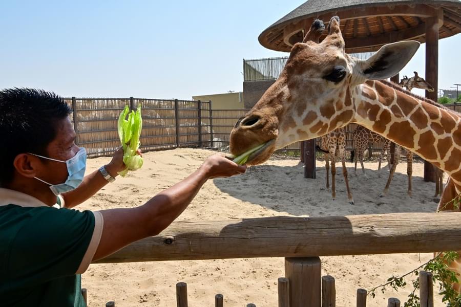Enjoy feeding giraffe during the visit
