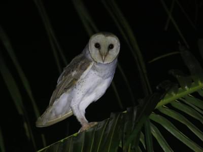 Night Safari Admission + Creatures of the Night