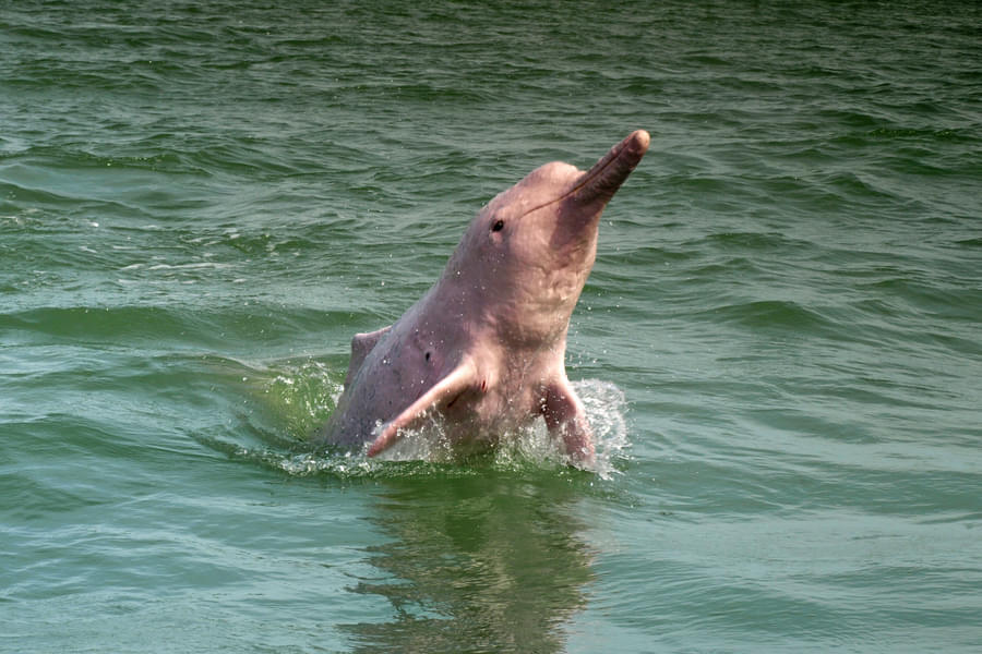 Pink Dolphin Sighting Tour, Hong Kong Image