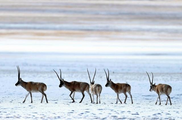 Behold the magnificence of Ladakh's antelopes amidst the rugged terrain and breathtaking views of Ladakh. 