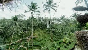Alas Harum Swing in Tegalalang Ubud