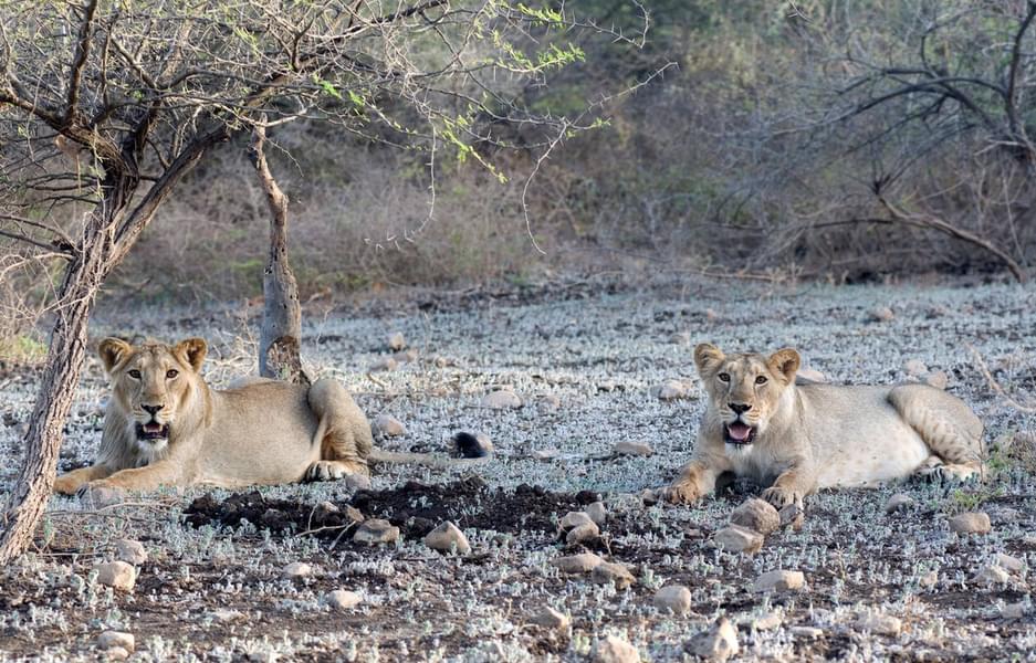 Girnar Jungle Safari Image