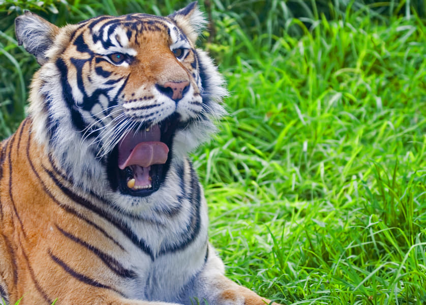 Lisbon Zoo Image