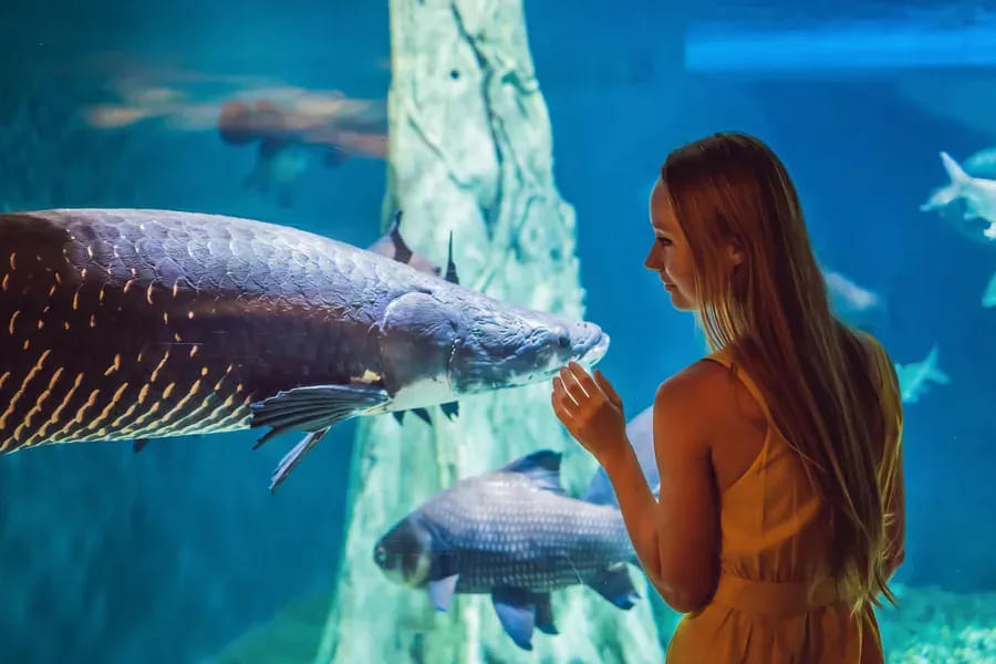 Watch Sharks at Dubai Aquarium