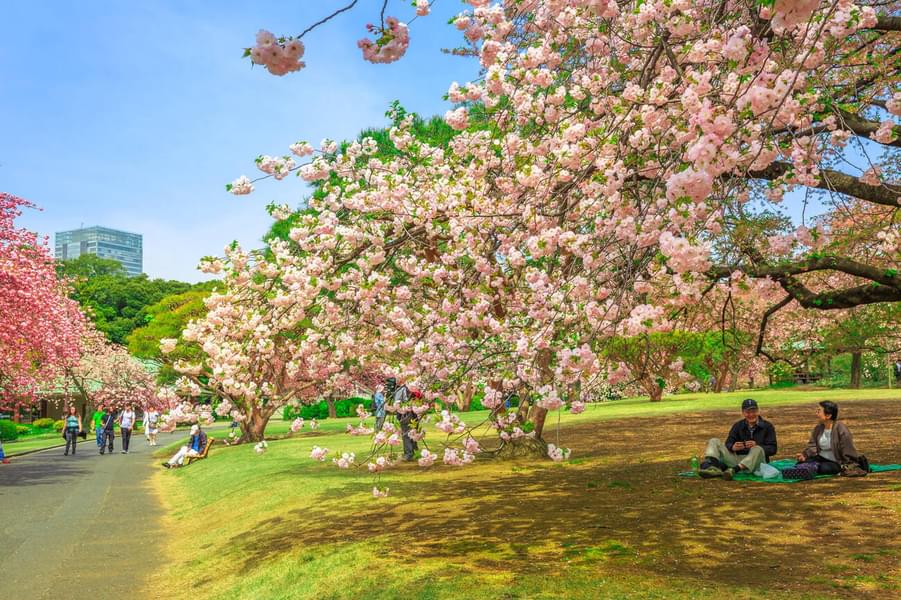 Shinjuku Gyoen National Garden Tickets Image