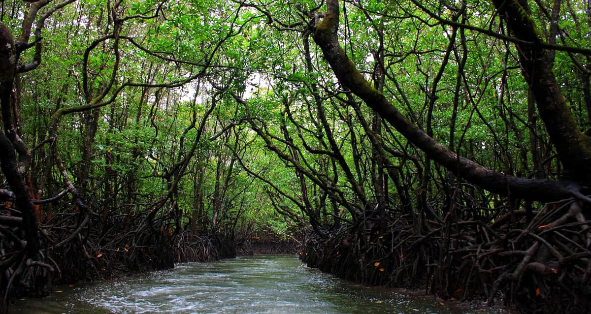 Jarawa Reserve Forest, <em>Andaman</em>