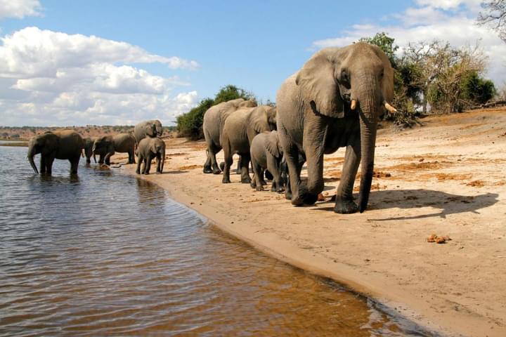 Meet the Elephants of Chobe