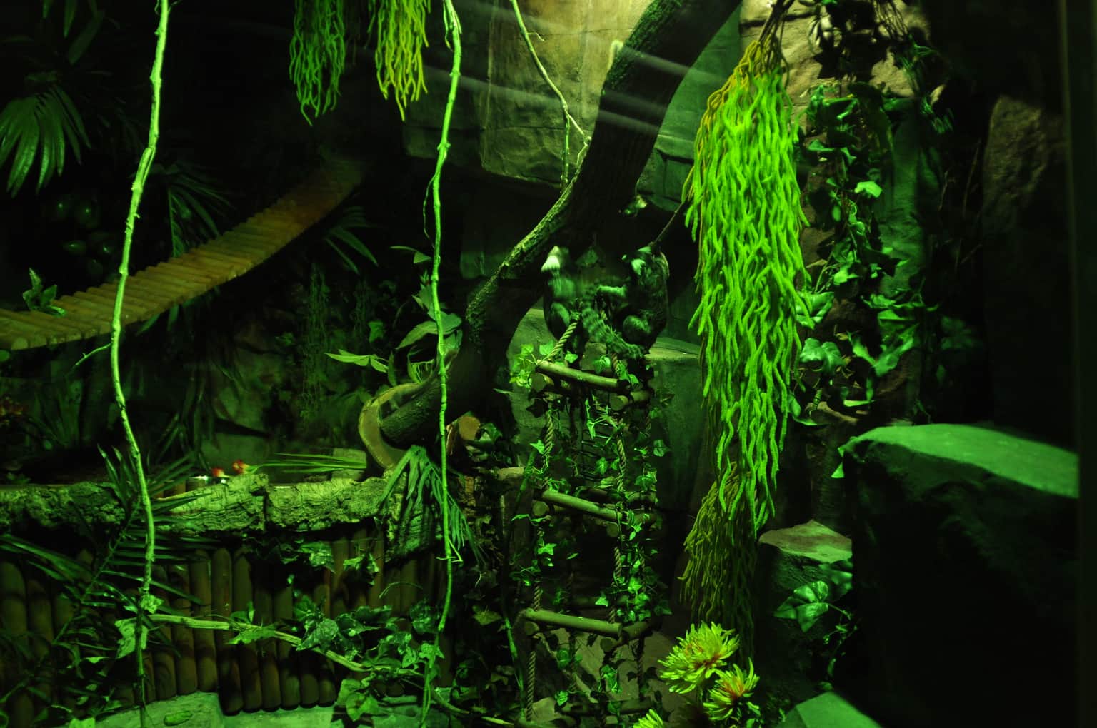 Explore the Tropical Rainforest Exhibit