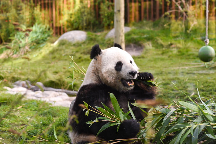 Be amazed by the playful giant pandas