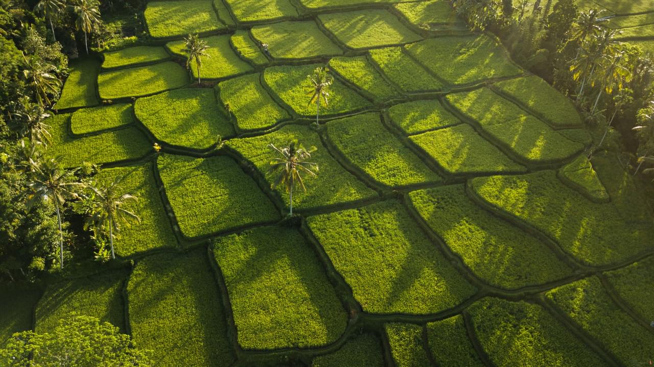 Tegallalang Rice Terrace