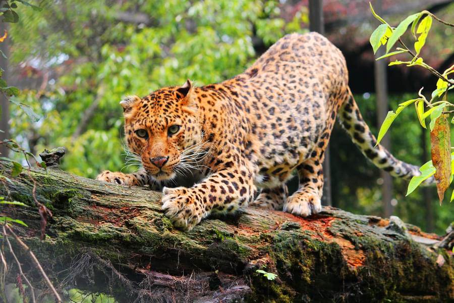 Cheetah Viewing Gallery