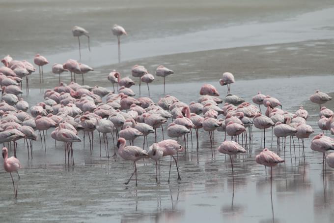 Spot Wildlife in Walvis Bay