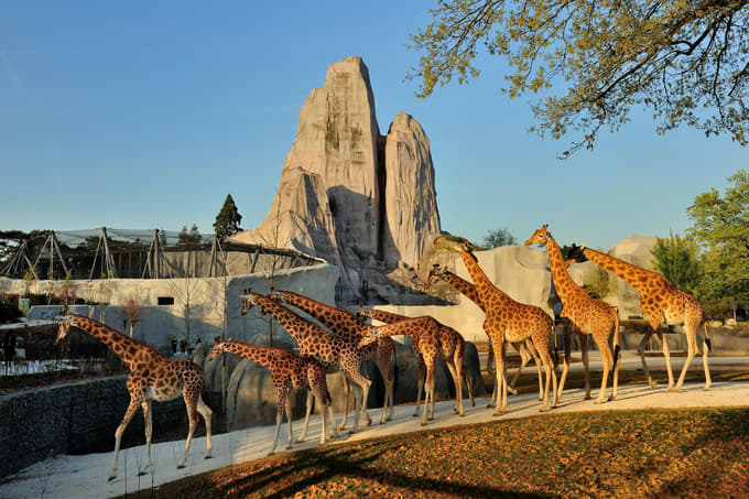 Stroll through the various pathways of the Zoo to admire the herds of Giraffes