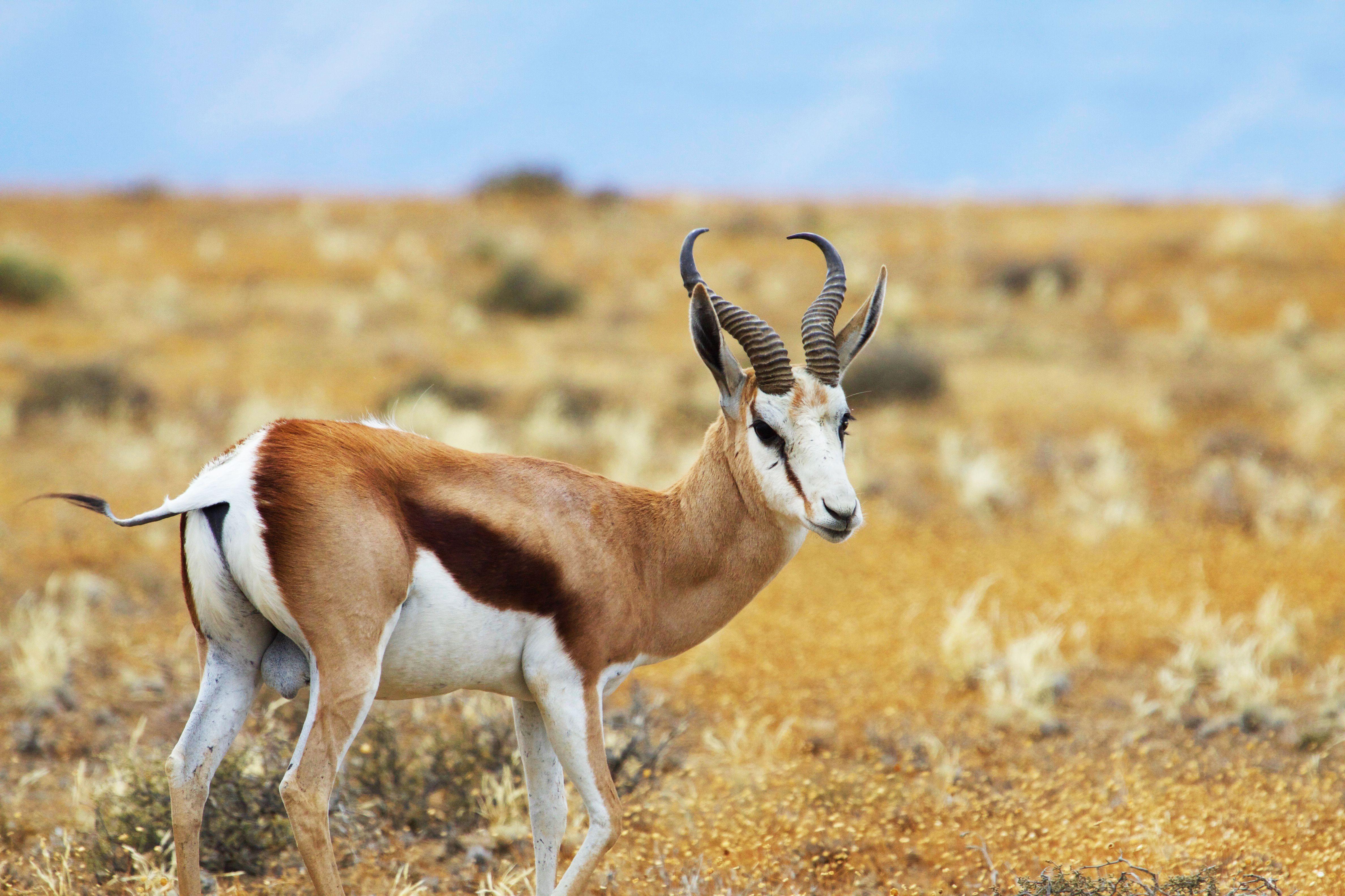 Karoo National Park