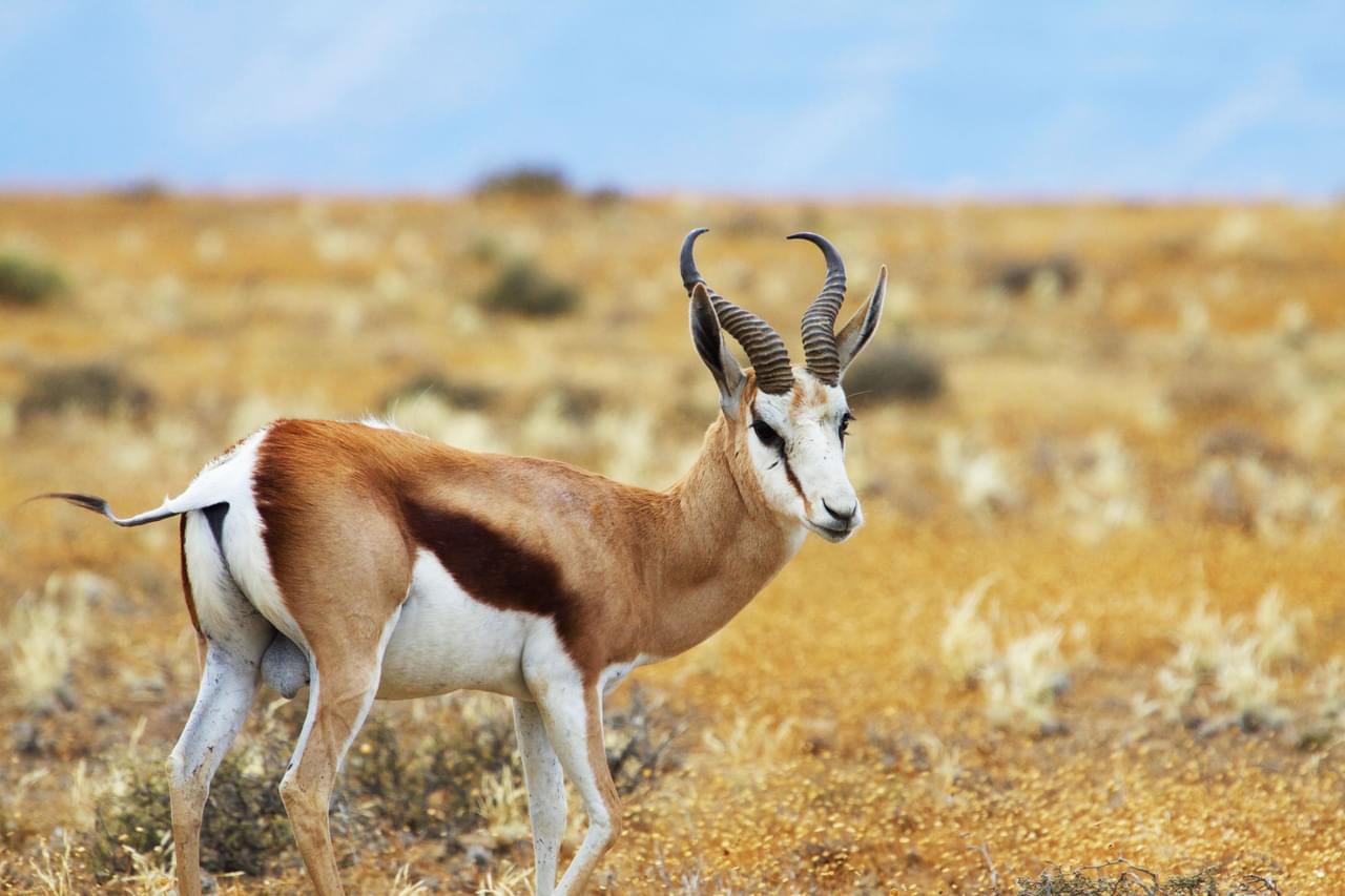Karoo National Park